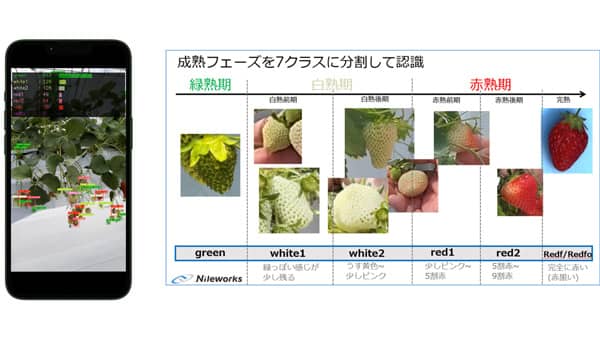 スマホでシンプル「イチゴ収量予測ツール」 販売開始　ナイルワークス