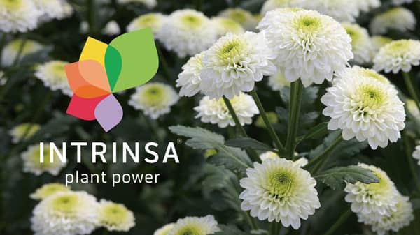 切り花マム　耐病害虫性「イントリンサ品種」で差別化促進　デュメンオレンジ