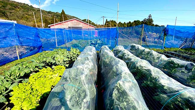 熊本県菊池市でムスカ有機肥料の利用効果を実証試験