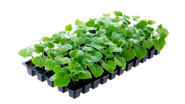 期間限定「即出荷苗」今月中旬から販売開始　Oasis