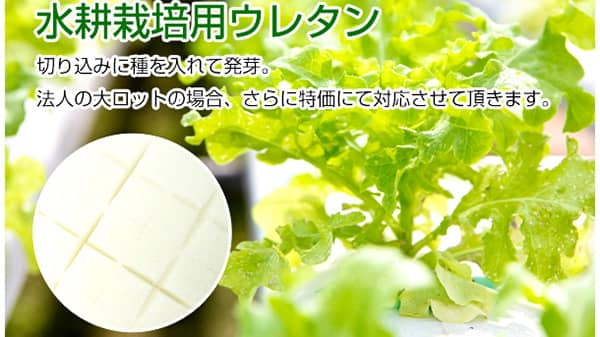 植物工場に最適　くぼみ付「水耕栽培用スポンジ」発売　富士ゴム産業