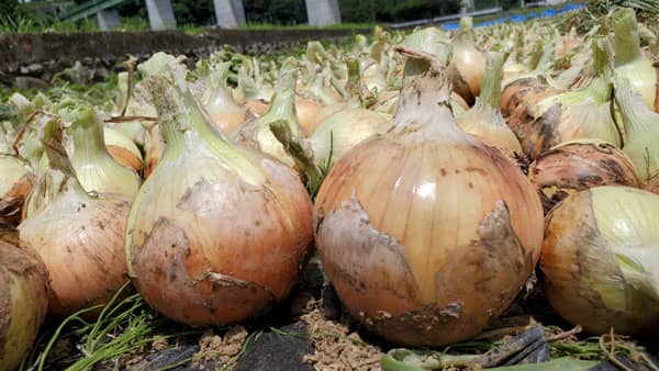 山梨県大月市・玉ねぎ研究会と連携「新玉ねぎを使ったハンバーグ」季節限定発売　石井食品
