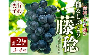最大級の種なしぶどう「藤稔」ふるさと納税返礼品で先行予約開始　宮崎県新富町