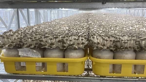 「カットぶなしめじ」のシェア拡大へ　那須塩原に北関東初の新工場を設立　ミスズライフ