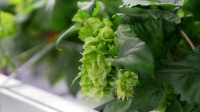 ビール原材料「ホップ」の屋内栽培技術　CULTA社と共同で確立　キリン