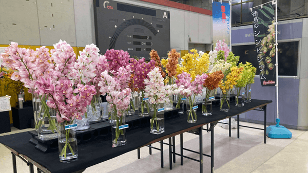 日本一の花市場　大田市場で徳島県産「シンビジウム」展示