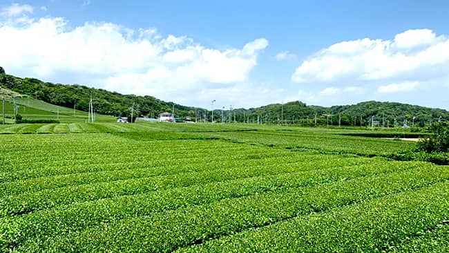 静岡県で茶産地育成事業を開始　伊藤園