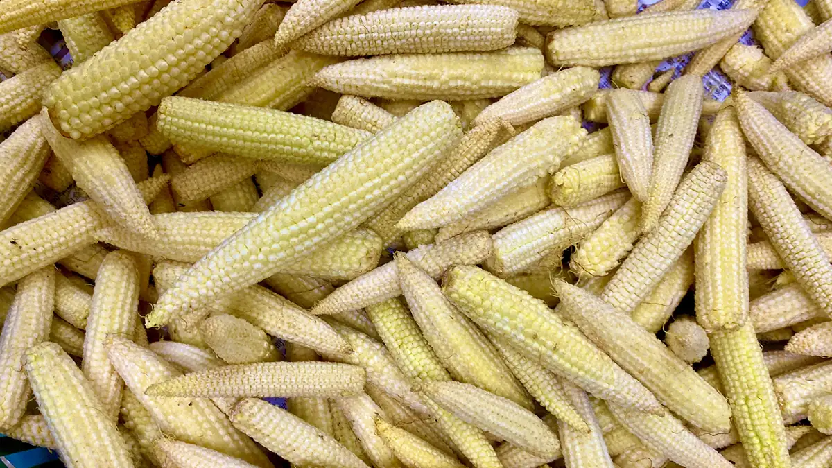 緊迫続く中東　飼料原料確保も原油高騰、円安で値上げ不可避か