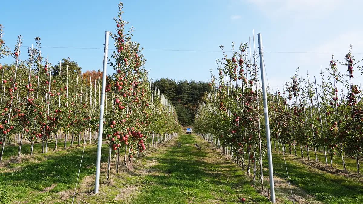 農業の構造転換へ　個人投資家向けファンドで資金調達　日本農業