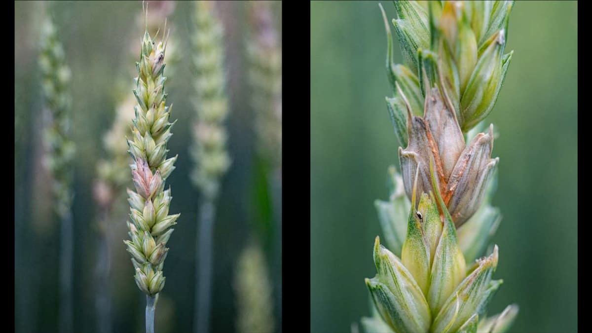 【注意報】麦類に赤かび病　県内全域で多発のおそれ　滋賀県