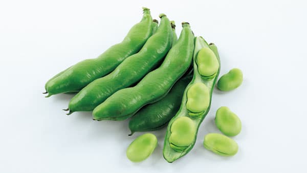 寒さに強く、収量が多いソラマメ新品種「多空の春」発売　サカタのタネ