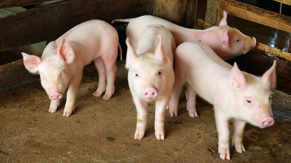 宮崎県で豚熱　国内103例目