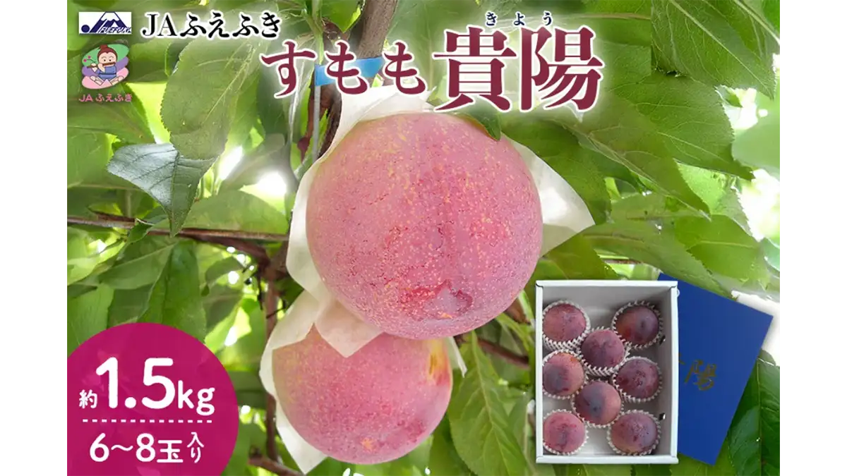 果汁あふれる贅沢な甘み　すもも「貴陽」予約販売中　ＪＡタウン