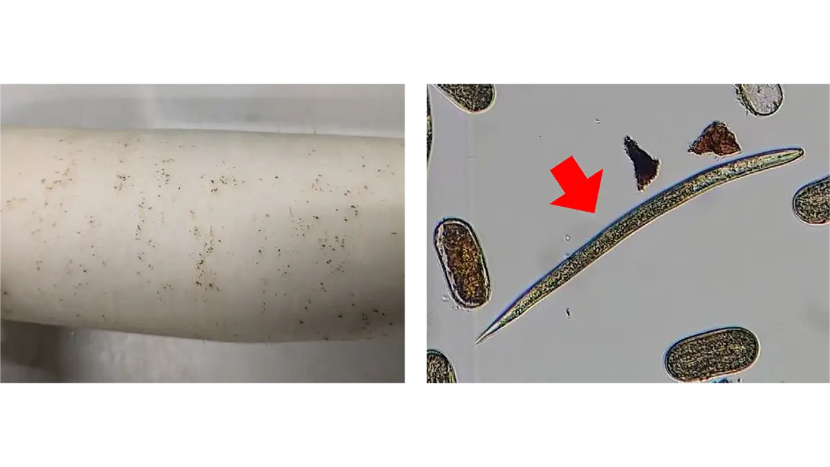 【特殊報】Heterodera cruciferaeによるダイコンの黒色小斑点　農作物で初めて確認　千葉県