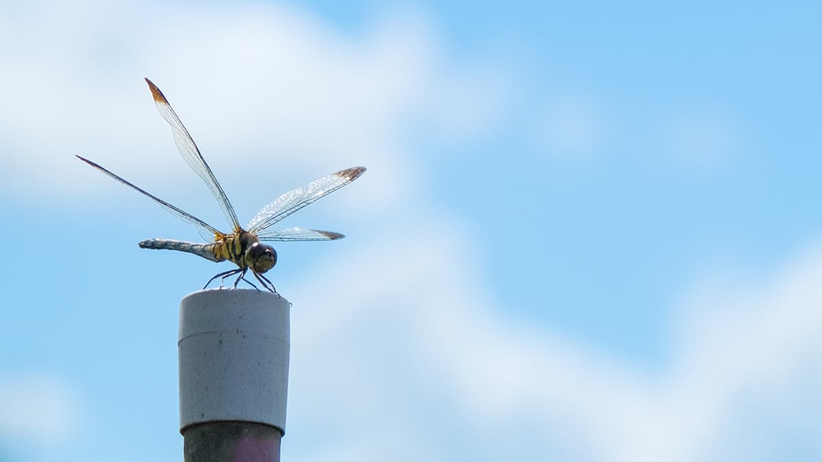 シンとんぼ（187）食料・農業・農村基本計画（29）そばに関するＫＰＩと施策