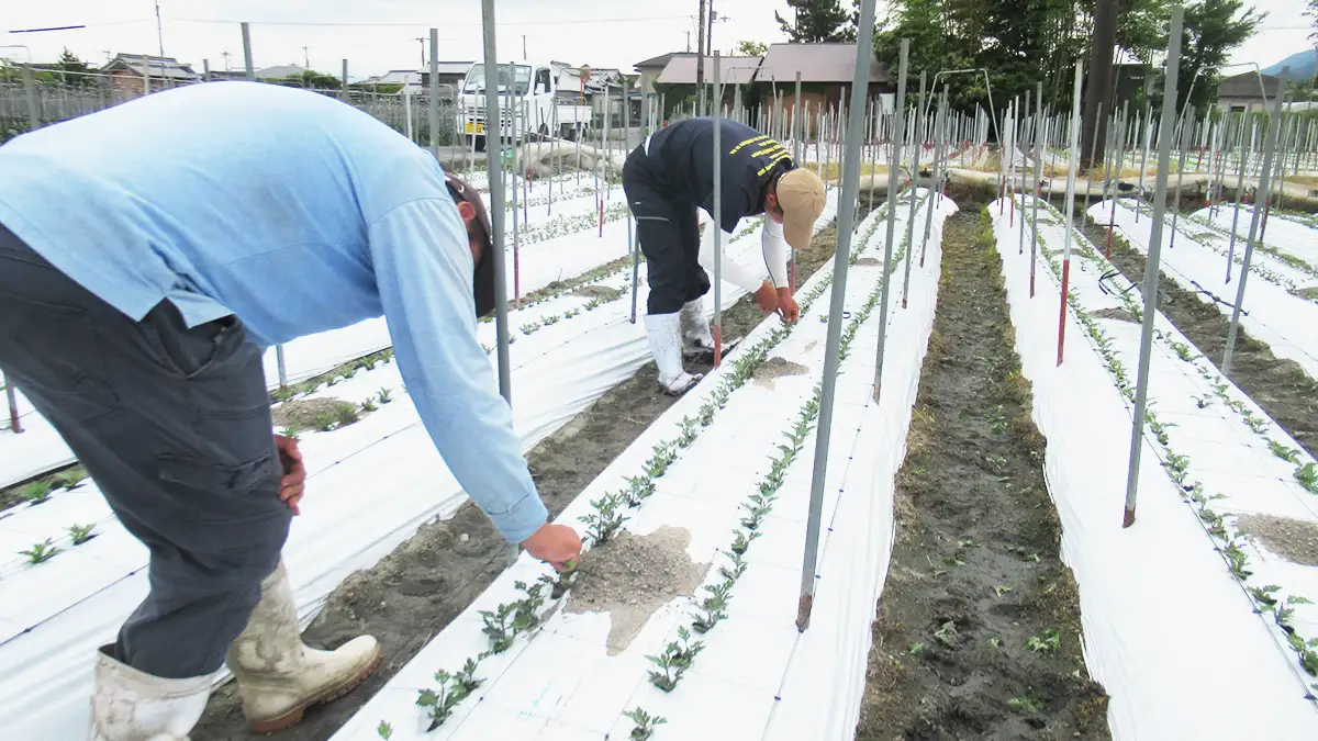 新たな担い手育成へ「キク産地づくりセミナー」開催　奈良県