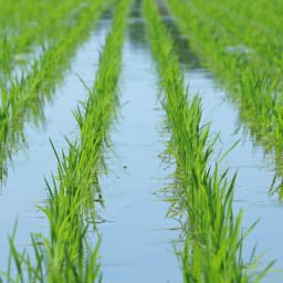 今さら聞けない営農情報