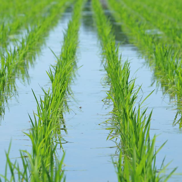 今さら聞けない営農情報