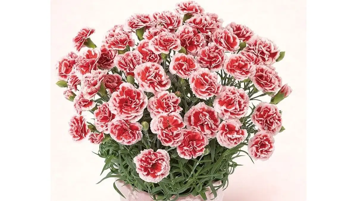 カーネーションなど母の日限定ラッピングで多数販売　ＪＡタウン