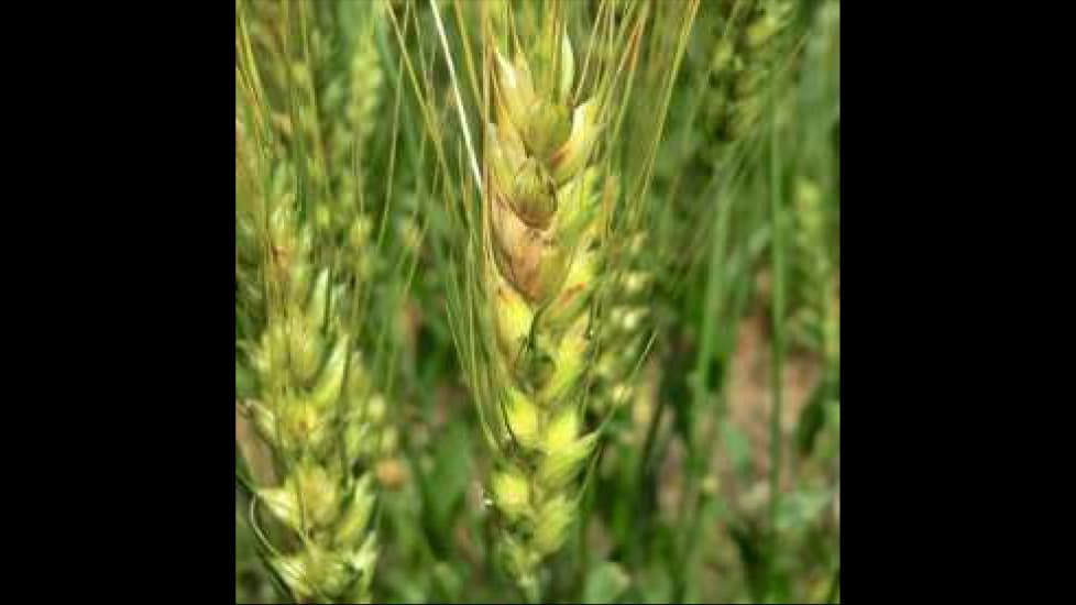【注意報】麦類に赤かび病　県内全域で平年より多発　佐賀県