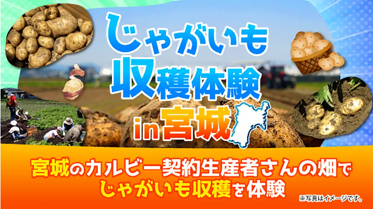契約生産者の畑でファンミーティング「じゃがいも収穫体験 in 宮城」開催　カルビー