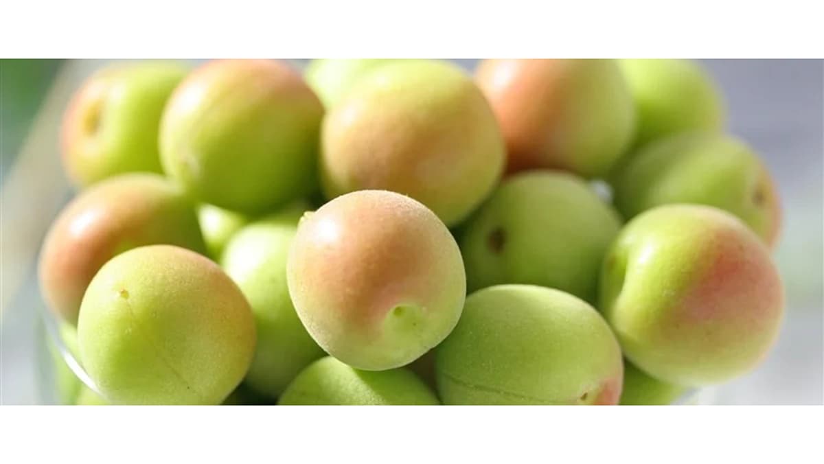 日本一の収穫量を誇る和歌山県の梅を販売開始　 500円クーポンプレゼント　ＪＡタウン