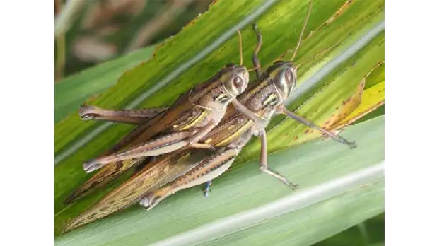【注意報】さとうきびにバッタ・イナゴ類　伊平屋島で多発のおそれ　沖縄県