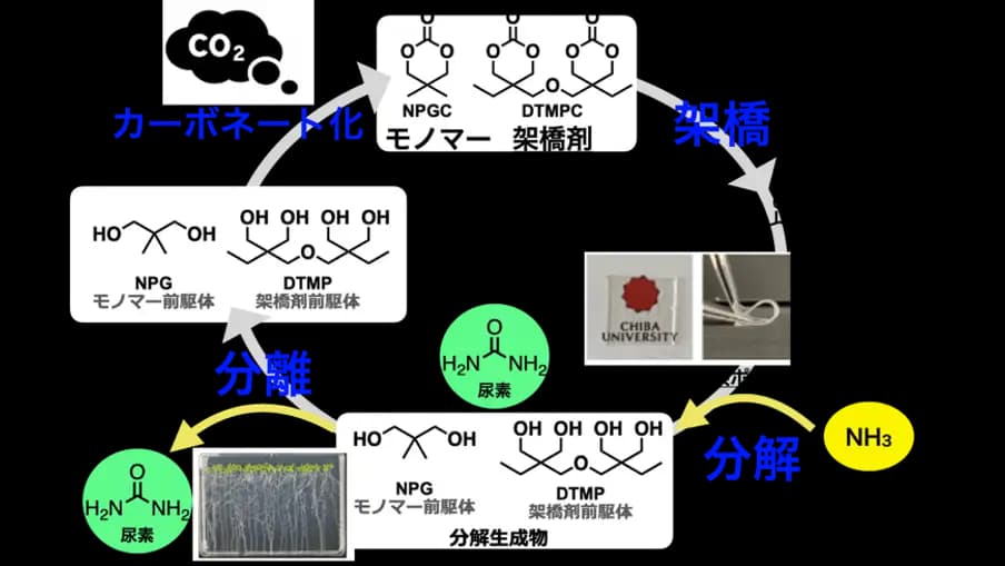 肥料と原料へ還るプラスチックシステム　炭素と窒素を循環利用する新しい高分子資源循環系を実証　千葉大学