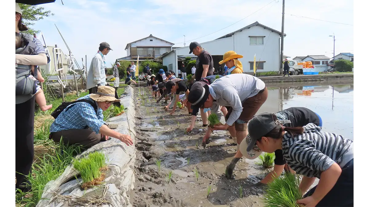 佐賀市「シギの恩返し米」田植え体験　東よか干潟近くで開催