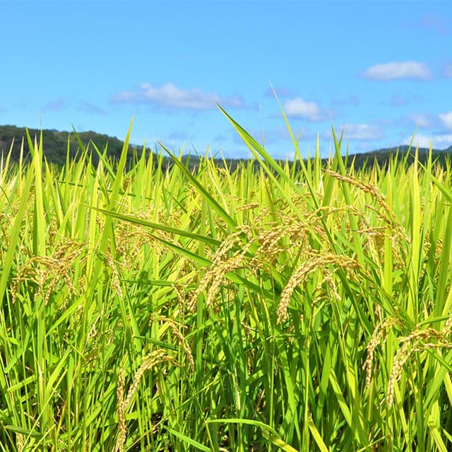 どうするのか？ 崩壊寸前 食料安保