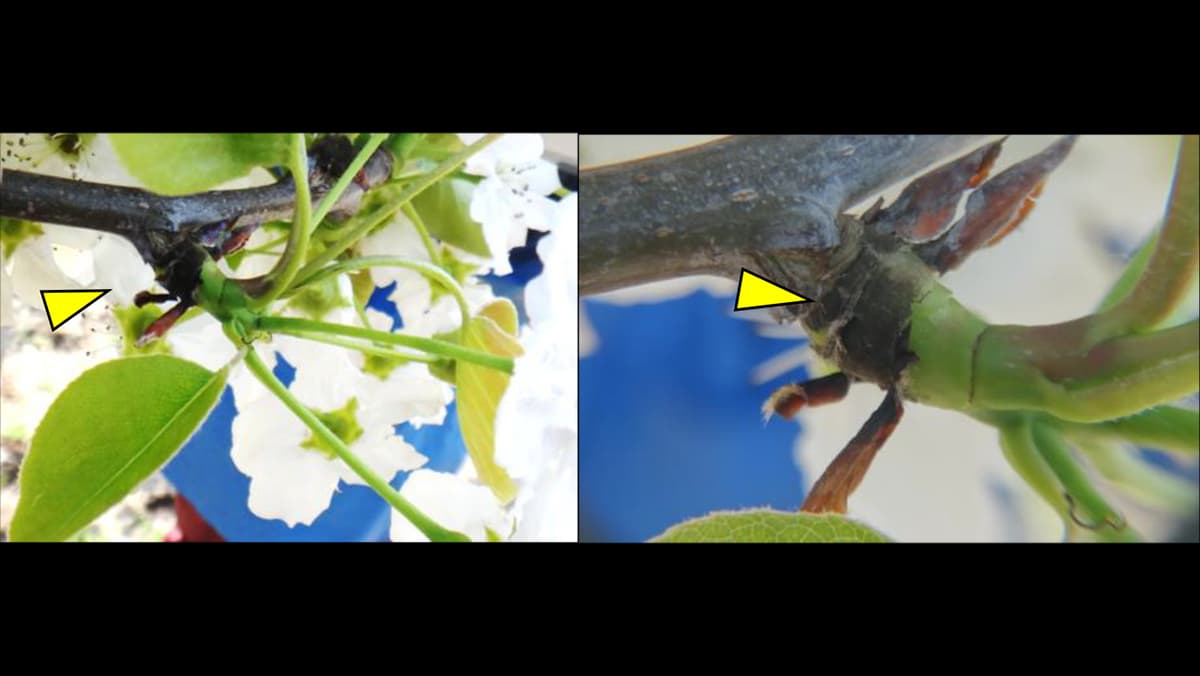 【注意報】ナシ黒星病　県下全域で多発のおそれ　鳥取県