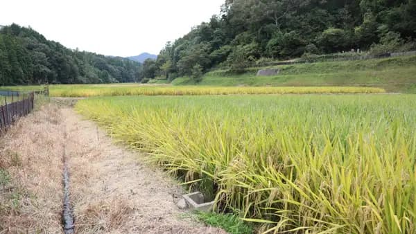 飼料用米は食料安保と環境調和システムの中核　日本飼料用米振興協会が提言