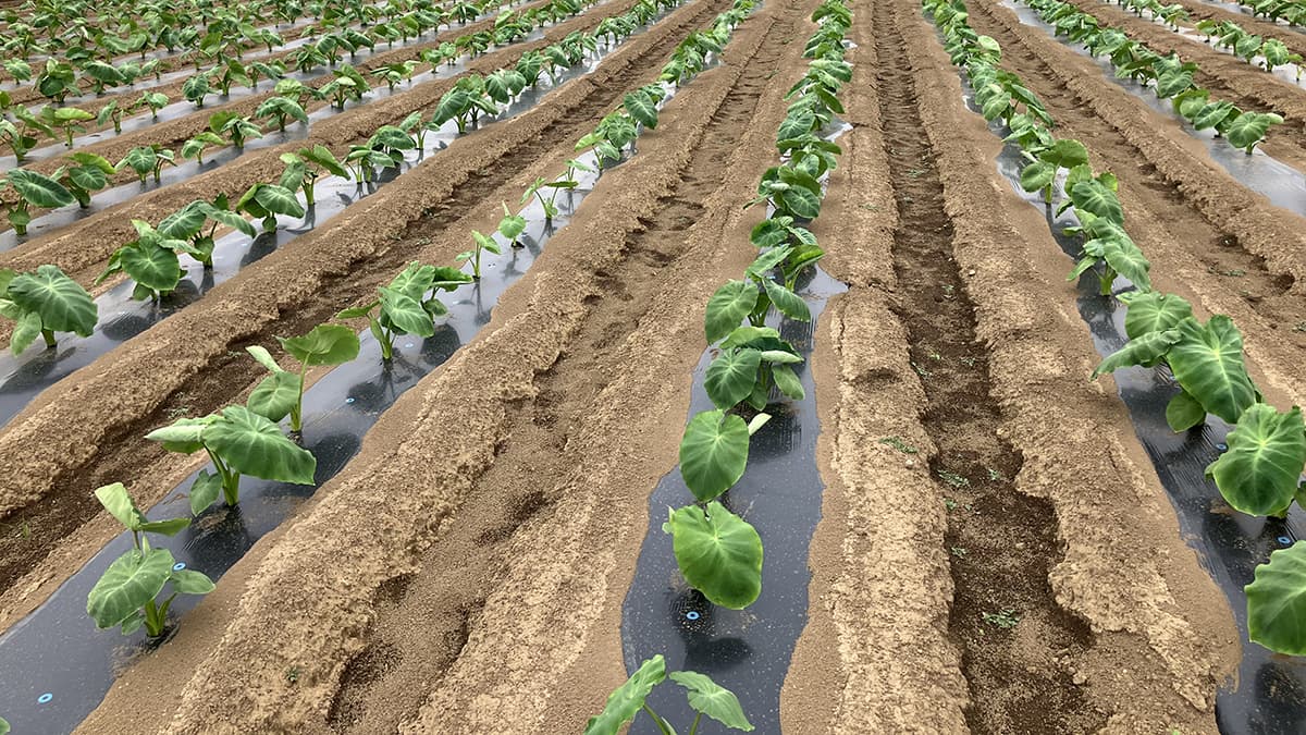 生分解性マルチフィルム「ネイチャーマスター」ＪＡいるま野で取扱い開始　昭光通商