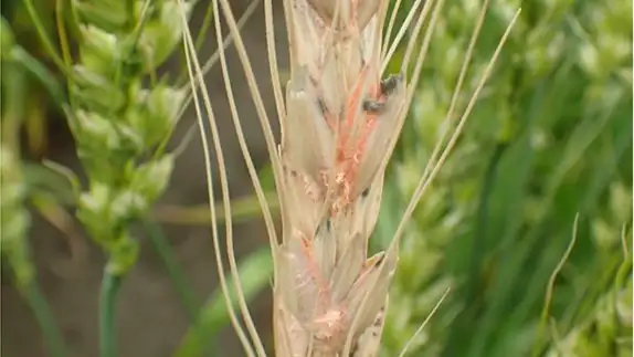 【注意報】ムギ類に赤かび病　県内全域で多発のおそれ　埼玉県