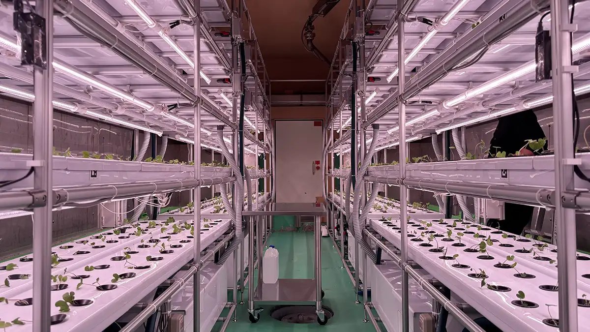 もやし工場で「わさび」を生産　食品工場で新プロジェクト始動　NEXTAGE