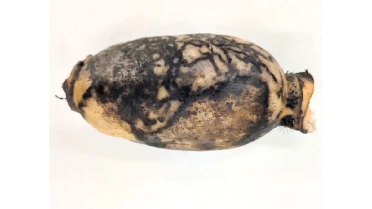 【特殊報】レンコンネモグリセンチュウ　県内のレンコンで初めて確認　広島県