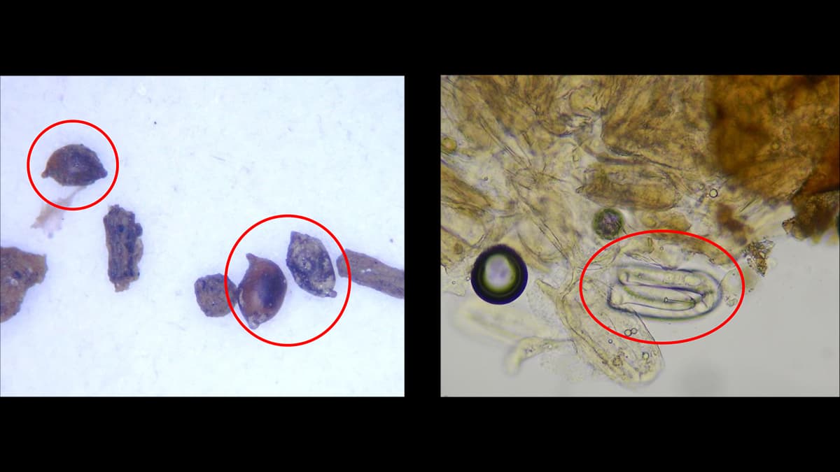 【特殊報】キャベツにテンサイシストセンチュウ　県内で初めて発生を確認　愛知県