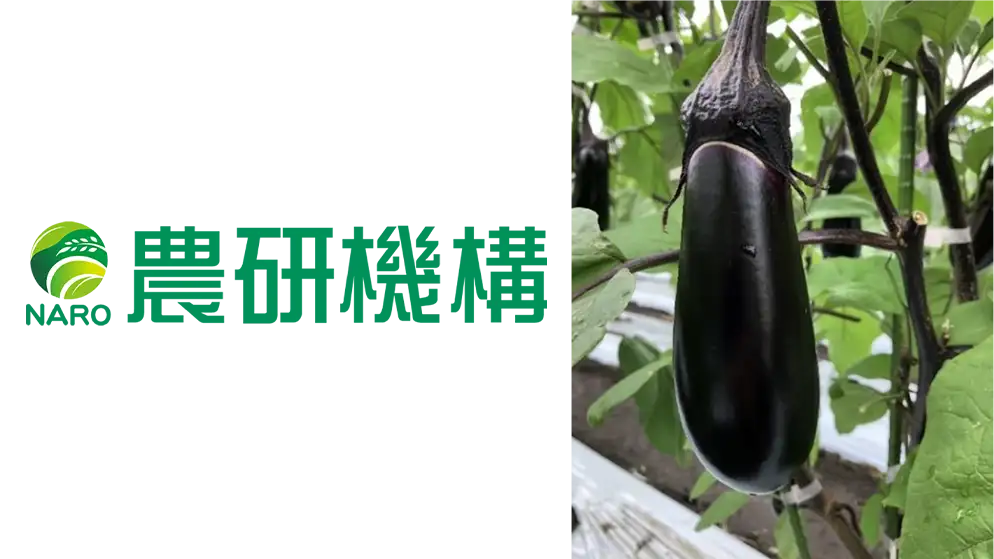 青枯病に強いナス新品種「あのみのりパワー」開発　SOP公開　農研機構