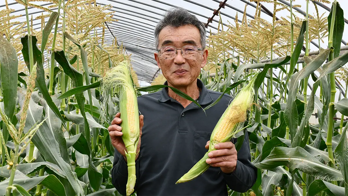 これから旬を迎える夏野菜　とうもろこし農家の声を紹介　埼玉県越谷市
