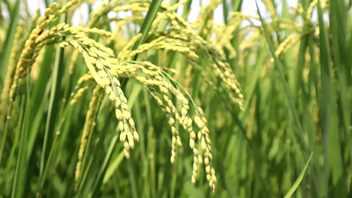 3ha未満の農家退場で192万ｔの米不足　スーパー業界も理解　「米のコスト指標」が守るもの