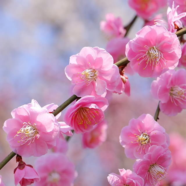 わたし発 今 女性が生きる意義と役割