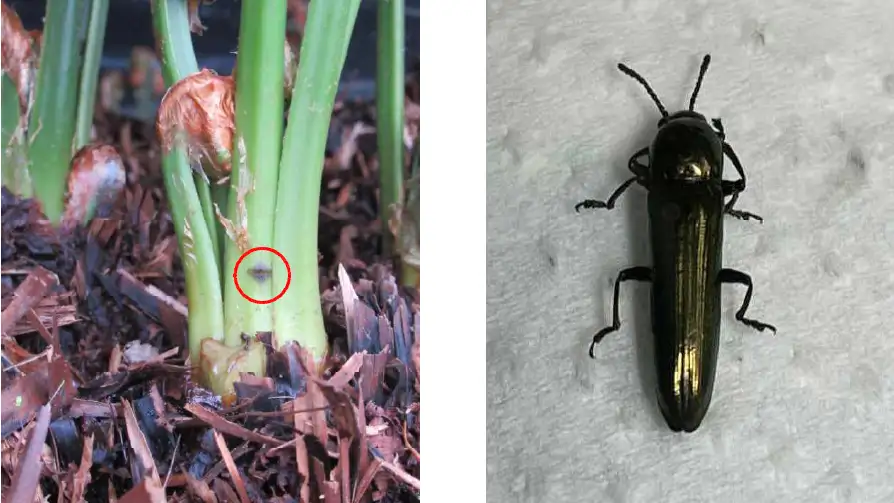 【特殊報】くさそてつにクロアシコメツキモドキ　県内で初めて確認　秋田県