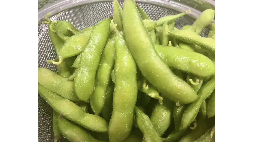 旬の香りと味を食卓へ　自慢の「枝豆」が収穫最盛期　埼玉県狭山市