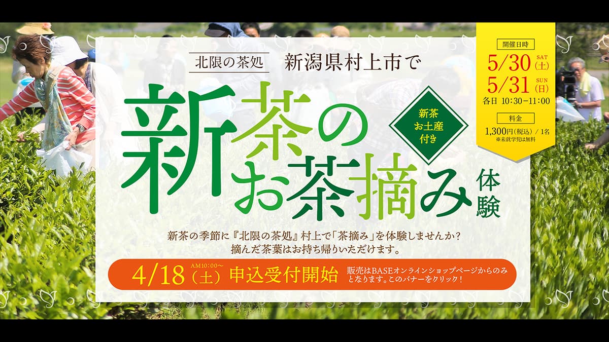 北限の茶畑へ。新潟県村上市で「新茶のお茶摘み体験」開催