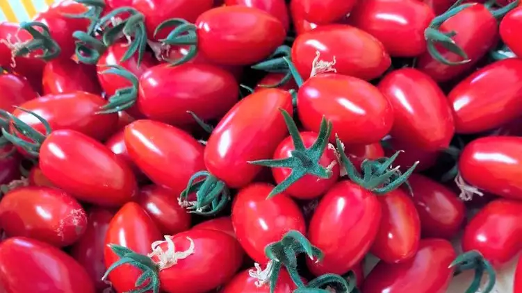 大人気のトマト収穫体験　ふるさと納税の返礼品に　茨城県五霞町