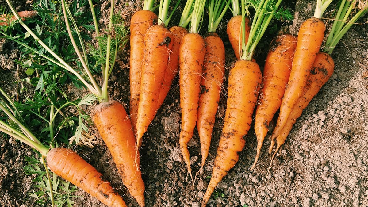 茨城でニンジン生産の農業生産法人が破産　負債2.6億円　代表者は規制改革論議にも登場