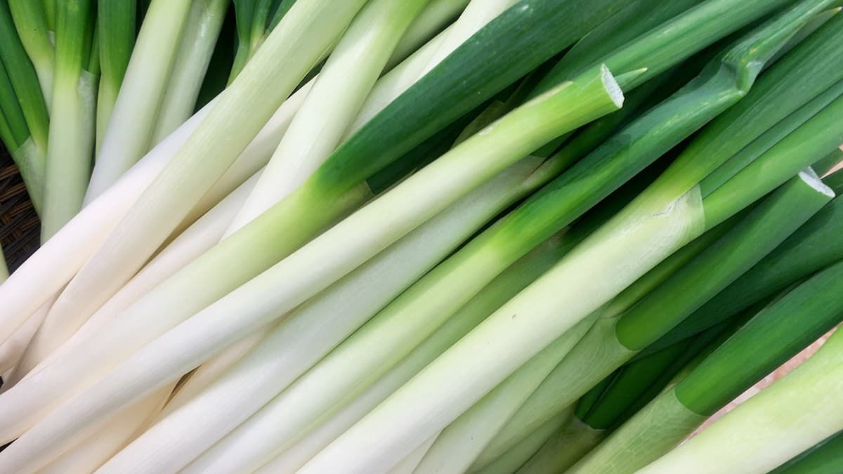 水耕施設でネギ栽培　「プロスパ生産組合」が破産　資材・人件費高騰で経営厳しく