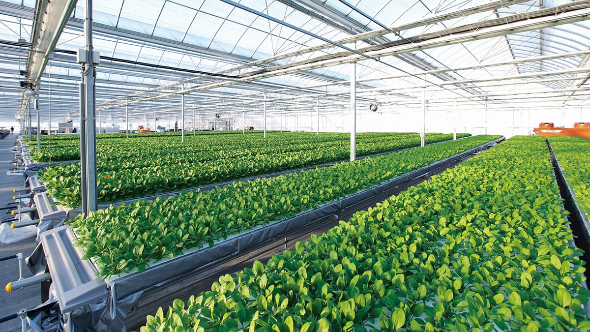 三菱ケミカルアクア・ソリューションズから「植物工場事業」を引継ぎ　YUASA