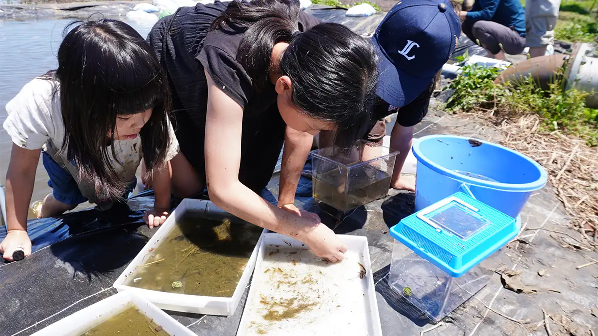 職員有志の手作り生態系「ビオトープ」つくば市谷田部で子どもたちと生き物調査　パルシステム