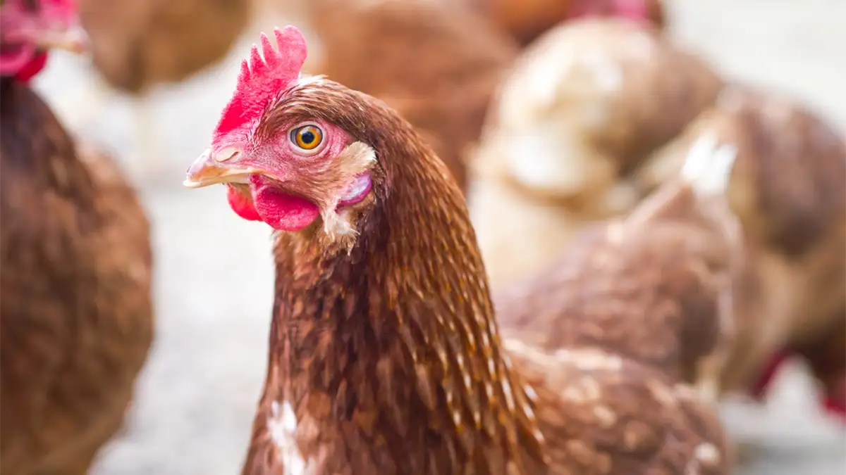 鳥インフル　米アイダホ州など7州からの生きた家きん、家きん肉等　輸入停止措置を解除　農水省